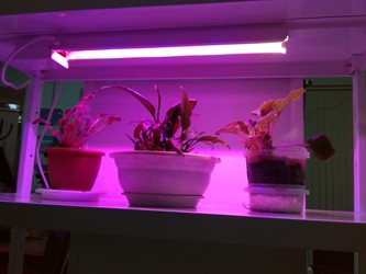 Фитосветильник светодиодный LED-15